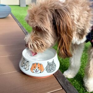 Japanese Artisan Dog Bowl